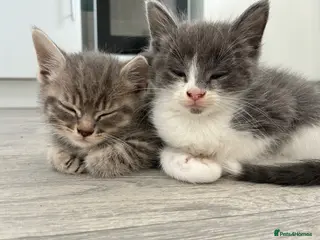 Mixed Breed cats beautiful bsh x Persian kittens - Advert 1