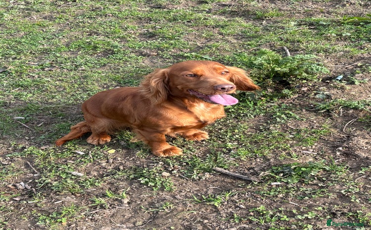 Cocker Spaniel dogs for sale - Advert 2