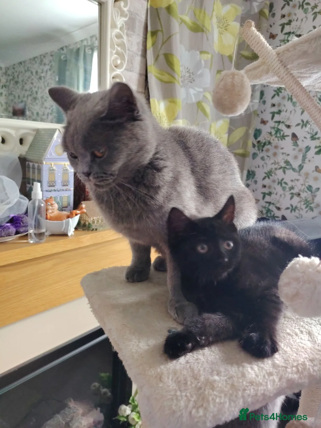British Shorthair cats for sale: Beautifull British short kittens - Advert 1