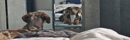 Dachshund dogs for stud: Daushound available for stud.  - Advert 12