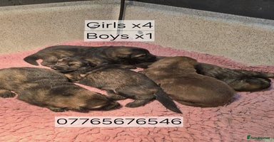 German Shepherd dogs - Advert 7