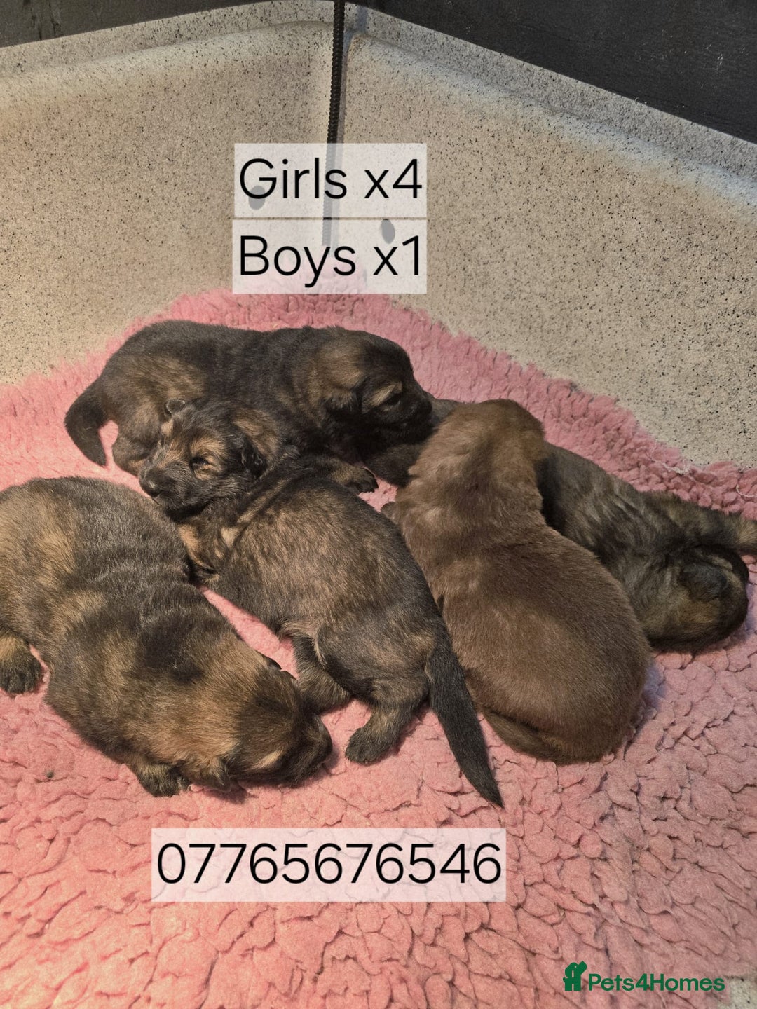 German Shepherd dogs for sale: German Shepherd Puppies Ready to View Homebred - Image 2