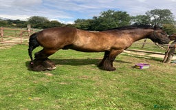 Irish Cob horses for sale: Traditional cob - Image 7