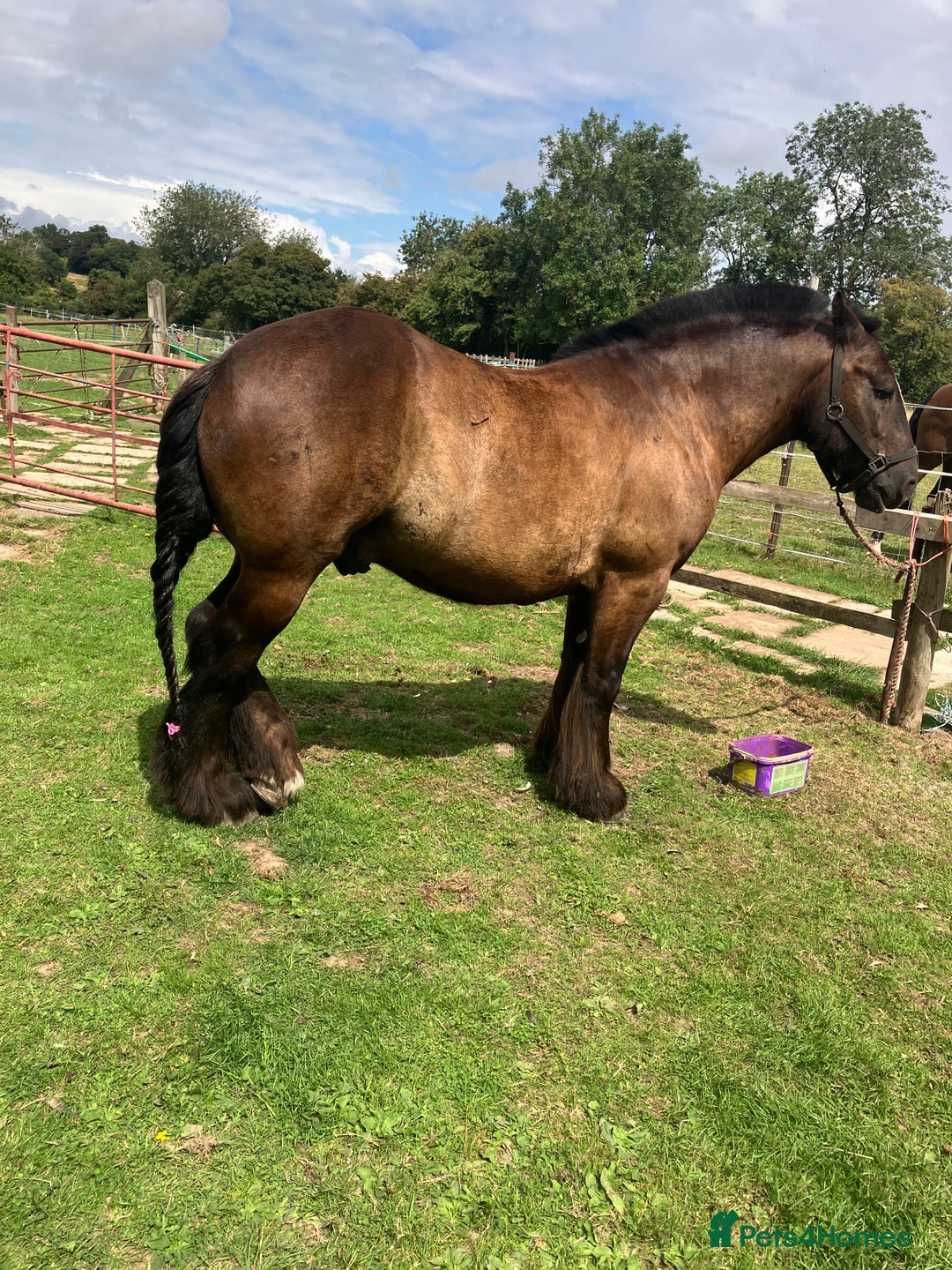 Irish Cob horses for sale: Traditional cob - Image 7