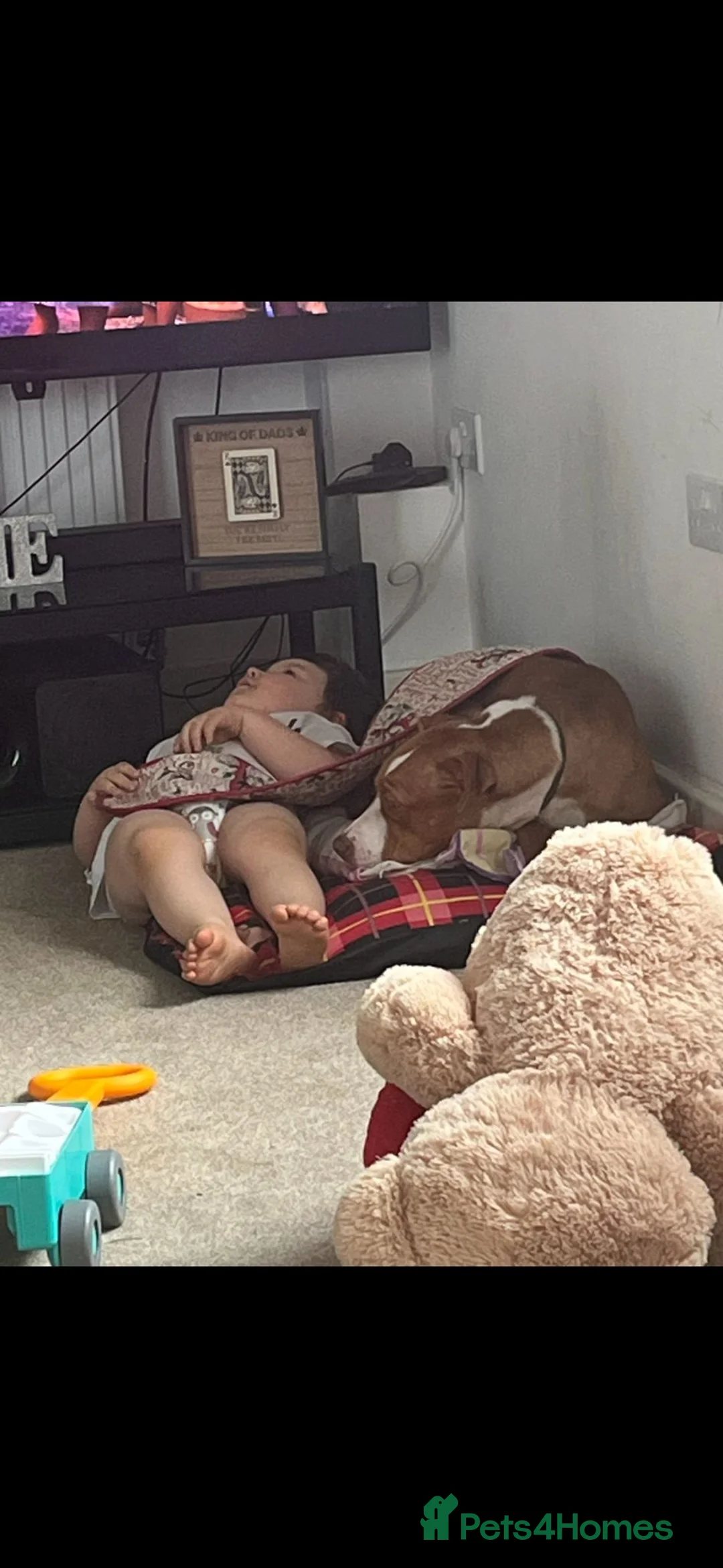 Mixed Breed dogs for sale: Female staffy cross 3 years old in september  - Advert 7