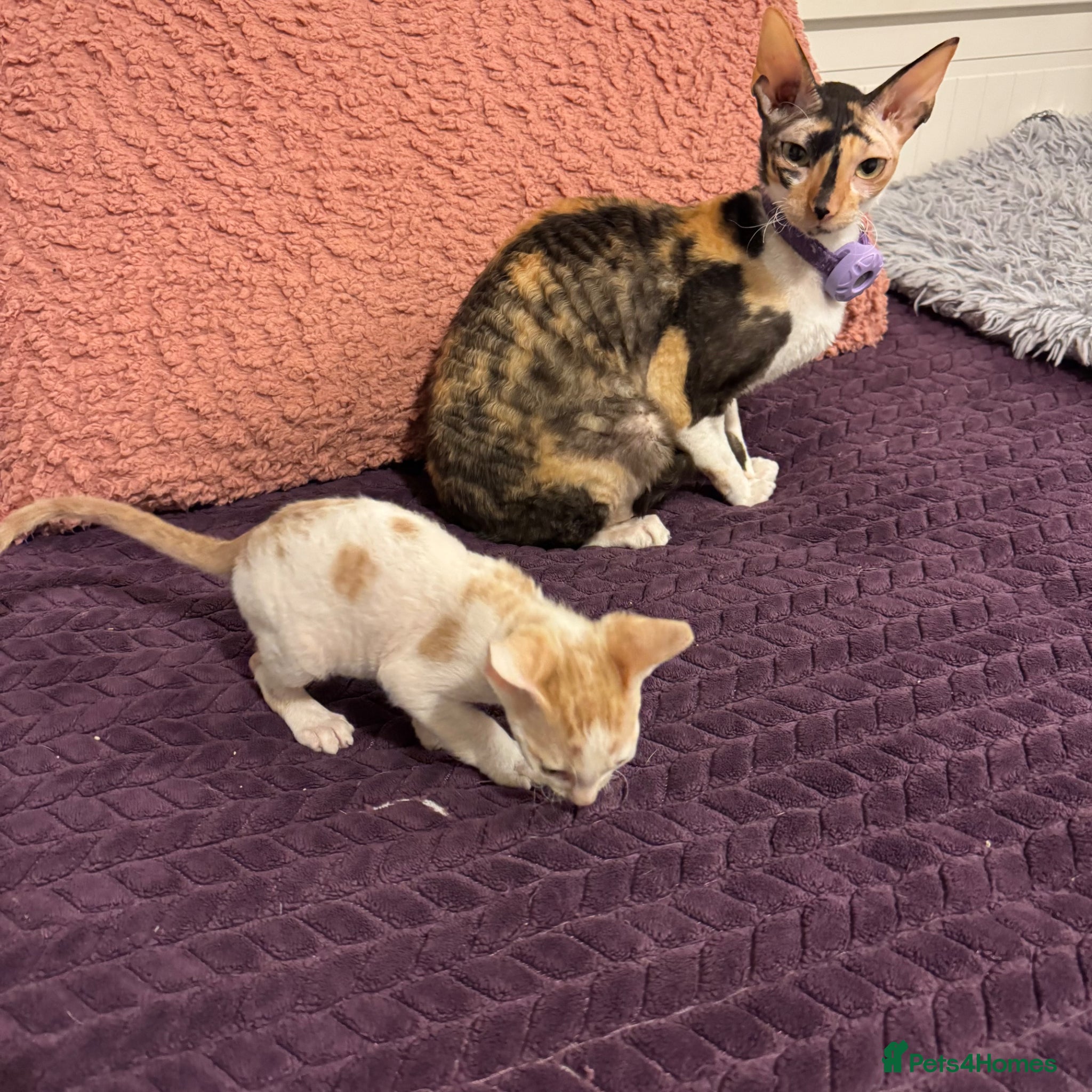 Cornish Rex cats for sale: Beautiful Cornish Rex kittens - Advert 5