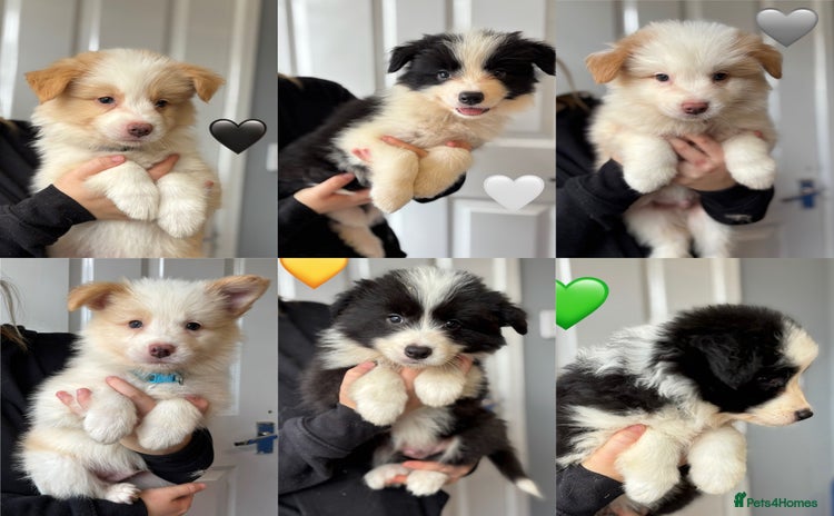 Border Collie dogs - Advert 11
