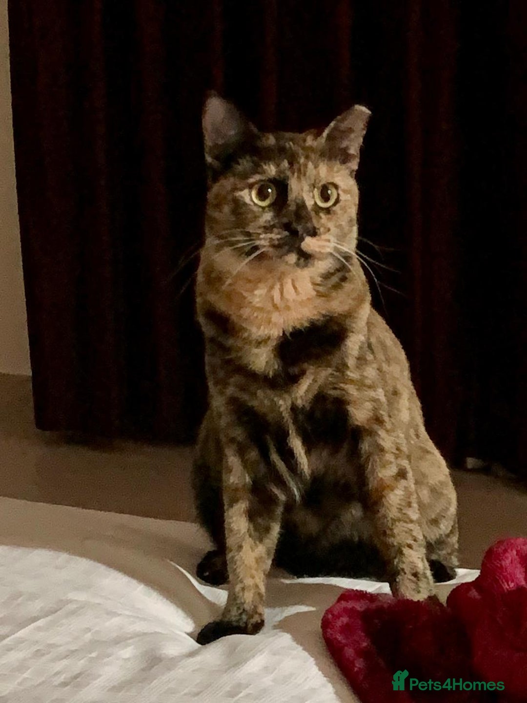 Mixed Breed cats for adoption: LOTTI - TORTOISHELL GIRL VERY AFFECTIONATE SPAYED - Advert 3