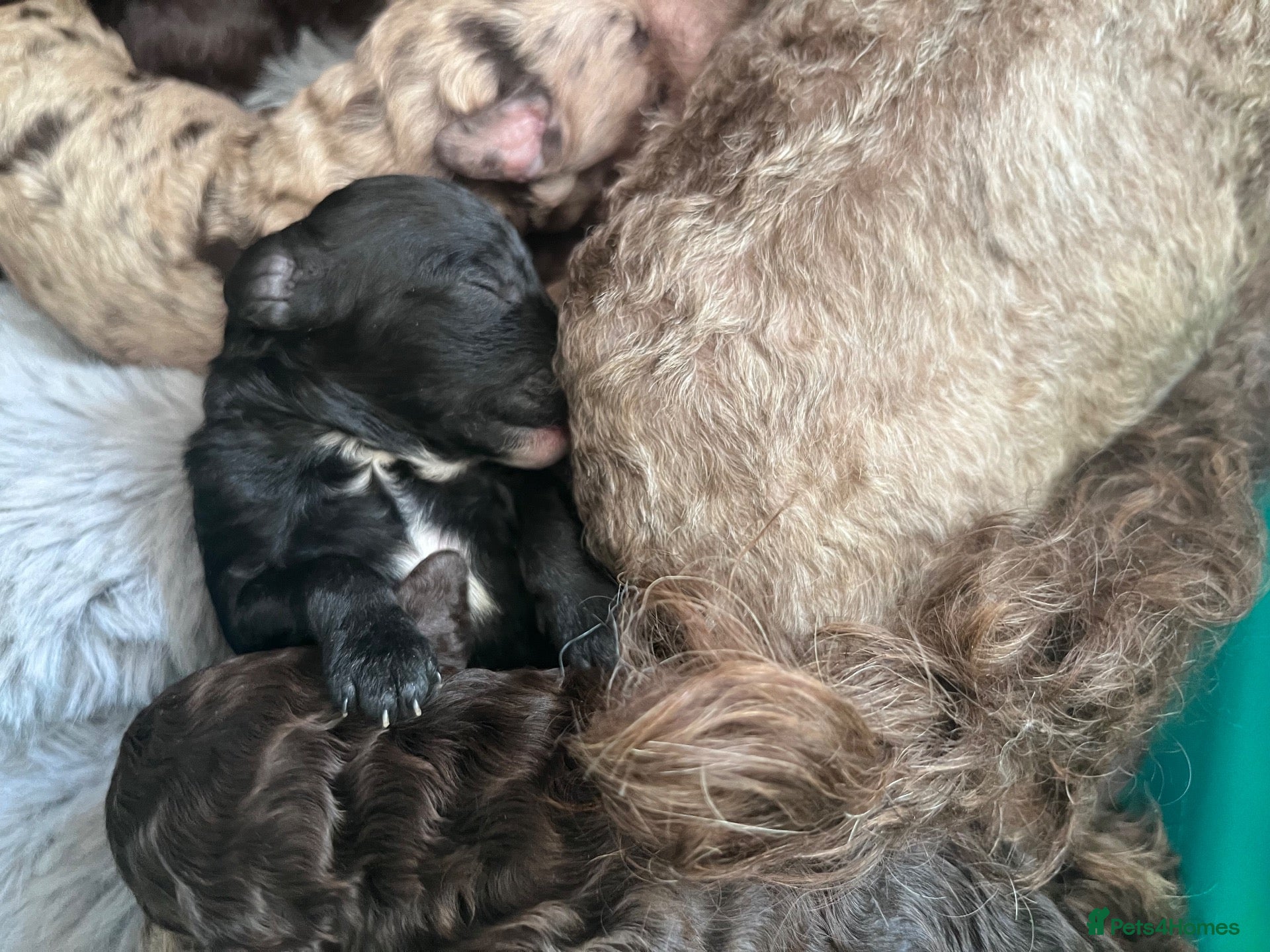 Miniature Poodle dogs 5 star Miniature poodle puppies  - Advert 1