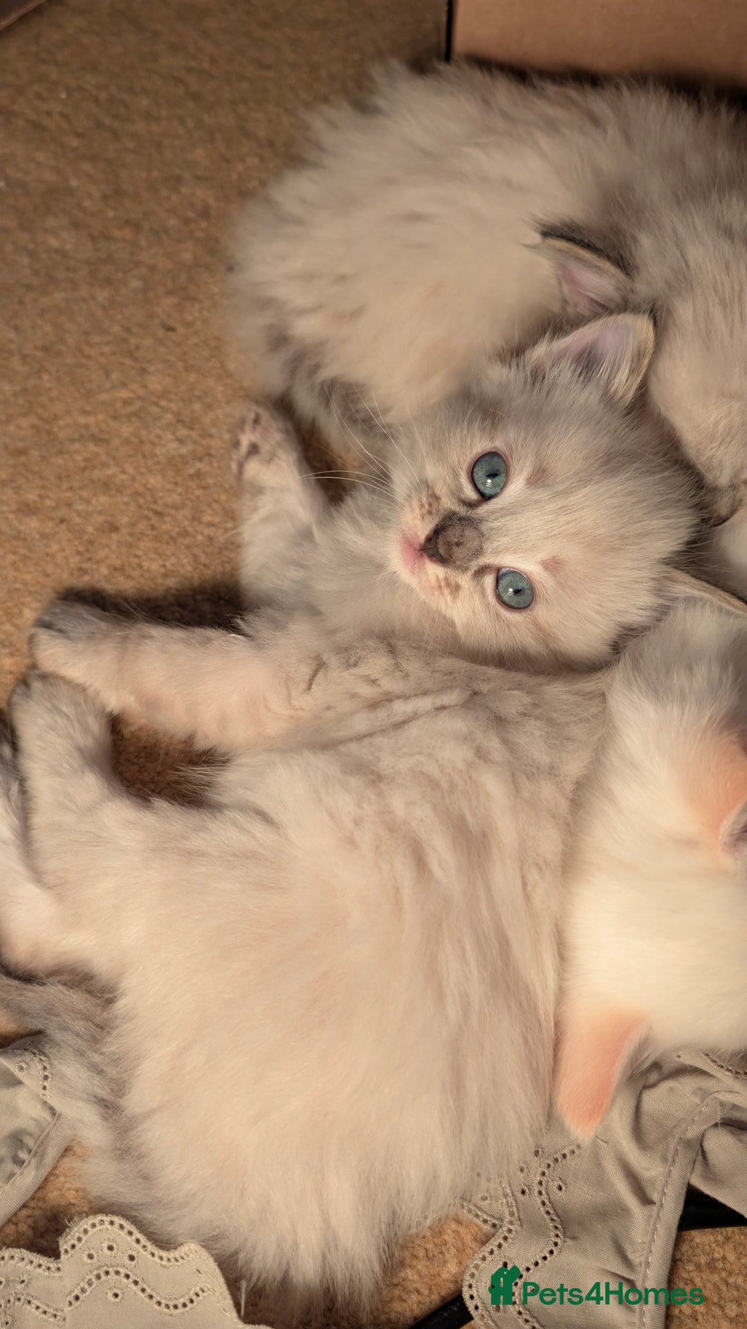 Ragdoll cats for sale: Beautiful Playful Ragdoll Kittens - Advert 4