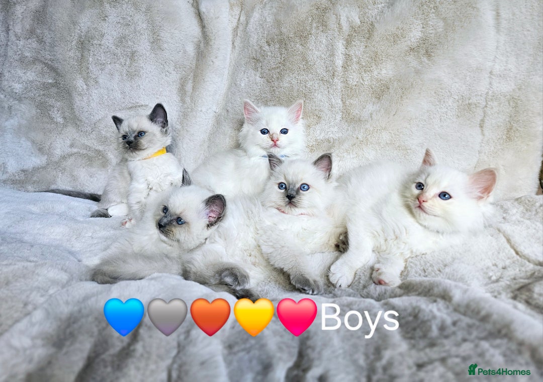 Ragdoll cats for stud: HANDSOME BOY-BLUE MITTED GCCF /TICA  AVALIABLE  - Advert 22