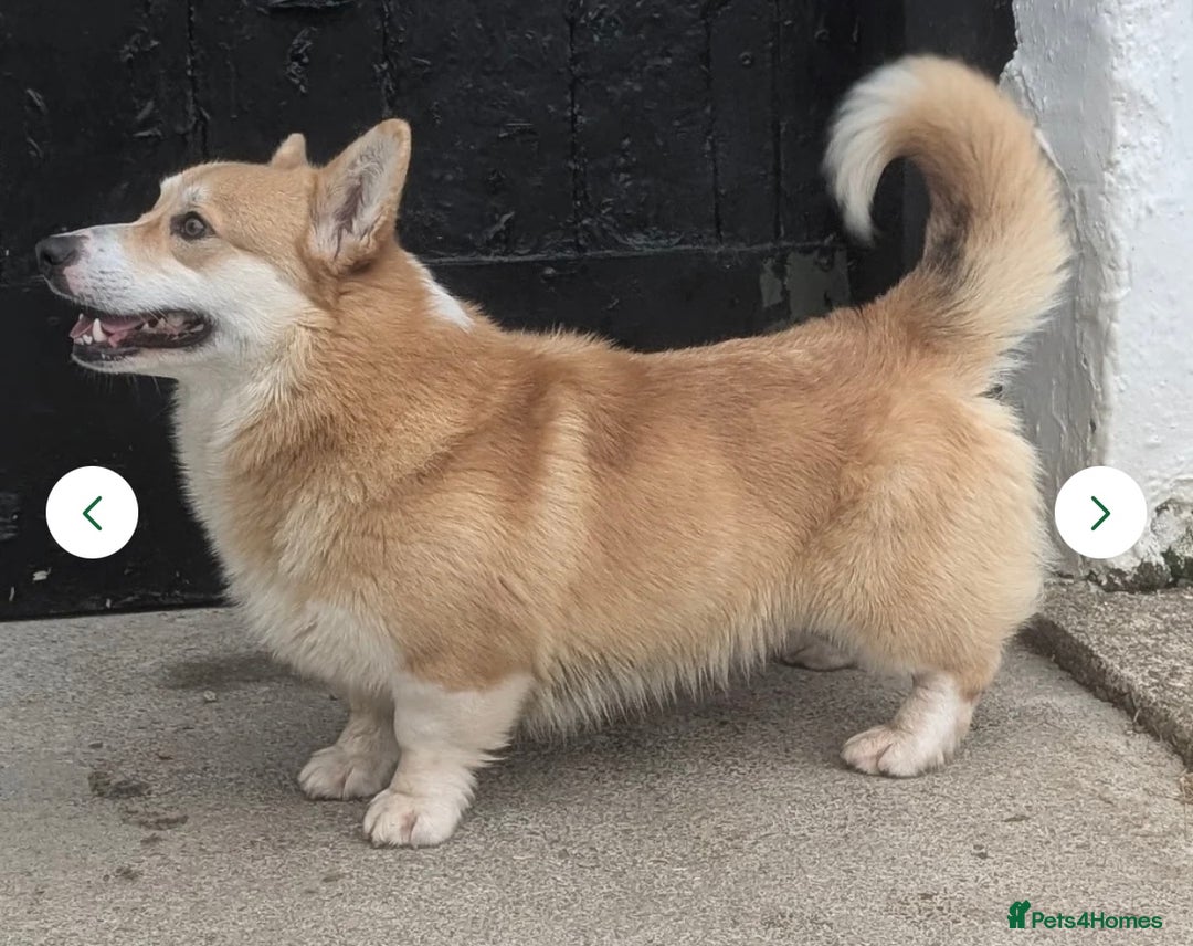 Welsh Corgi Pembroke dogs for stud: Corgi for stud  - Image 2