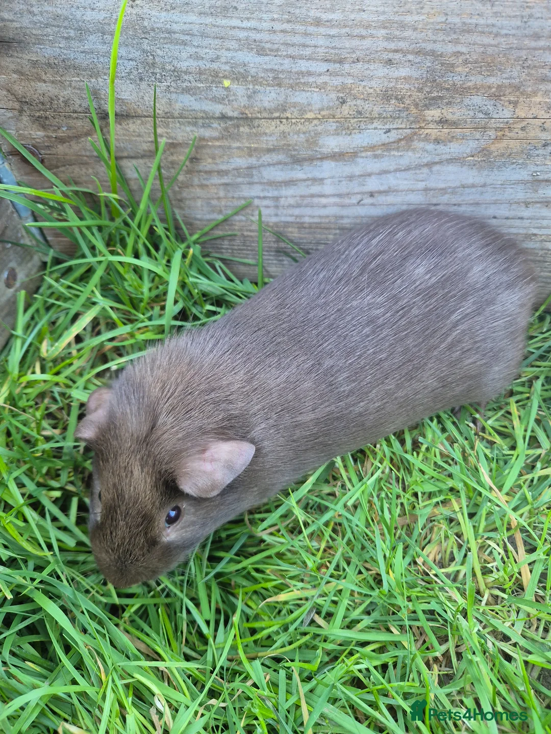 Guinea Pig rodents for sale: Brown smooth haired male guinea pig - Advert 4