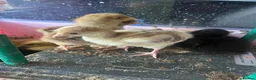 Turkeys poultry for sale: Crowllitzer and Bourbon Red Turkey Pullets  - Advert 4