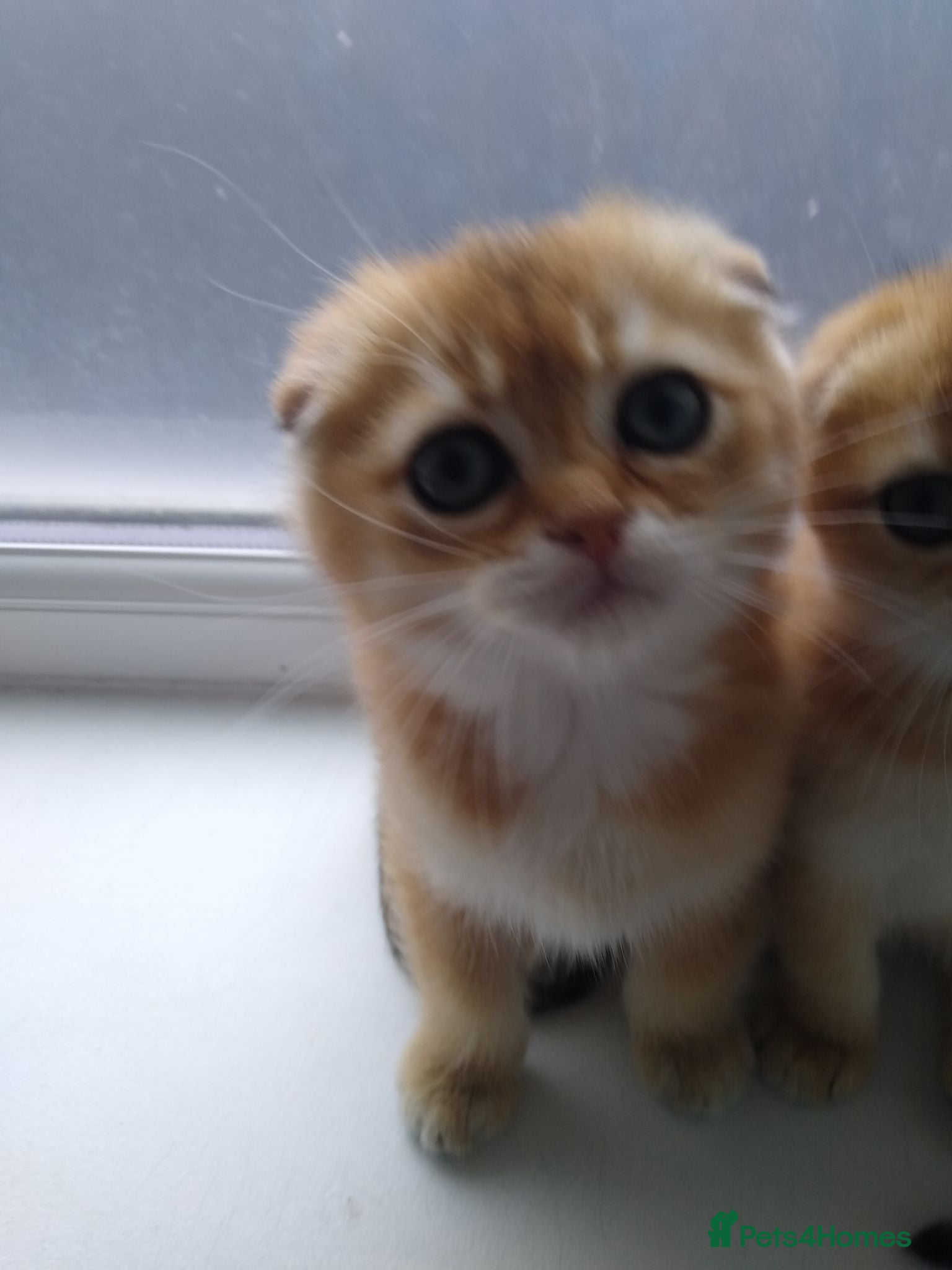 Scottish Fold cats Cute 🥰 Scottish fold TICA register  - Advert 13