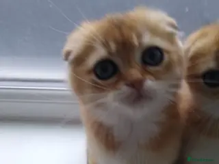 Scottish Fold cats Cute 🥰 Scottish fold TICA register - Advert 18