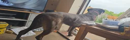 Mixed Breed dogs for sale: 4yo female Bullweiler for rehoming  - Advert 6