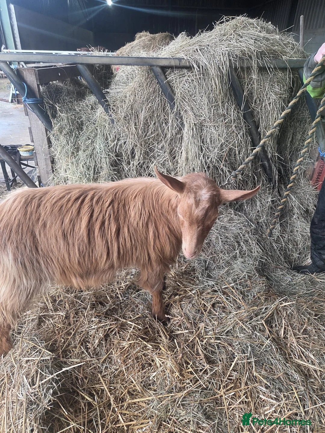 Goats livestock for sale: Royal Golden Guernsey  - Advert 8