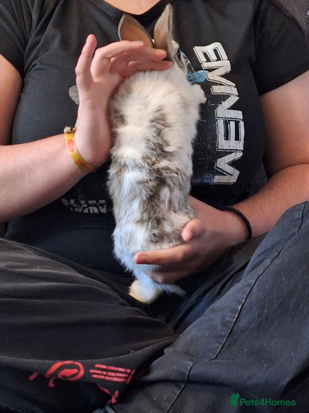 Mixed Breed rabbits for sale: Stunning rex x continental giant x new zealand  - Advert 4