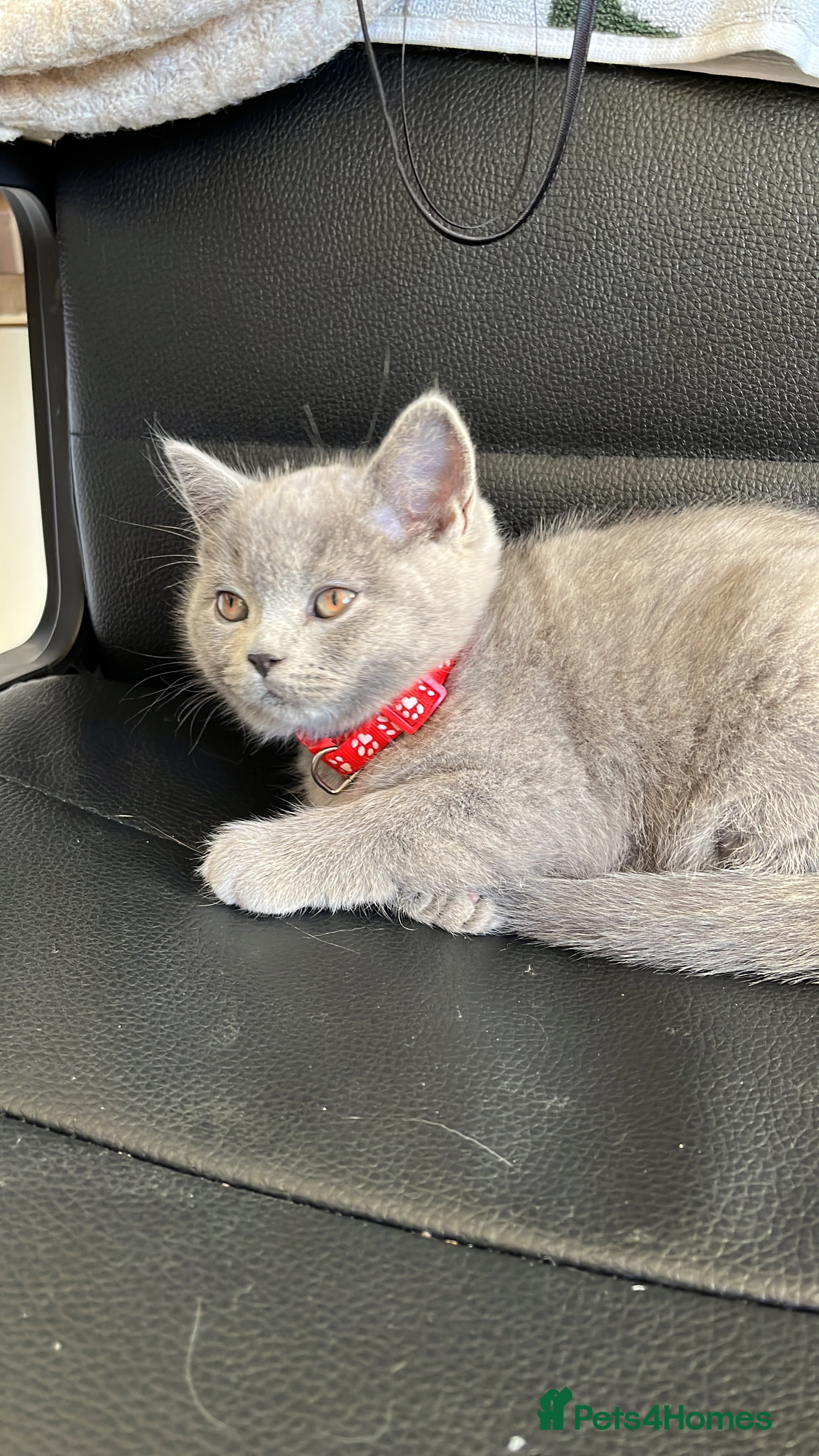 Scottish Fold cats Beautiful blue female kitten  - Advert 15