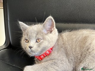 Scottish Fold cats Beautiful blue female kitten - Advert 4