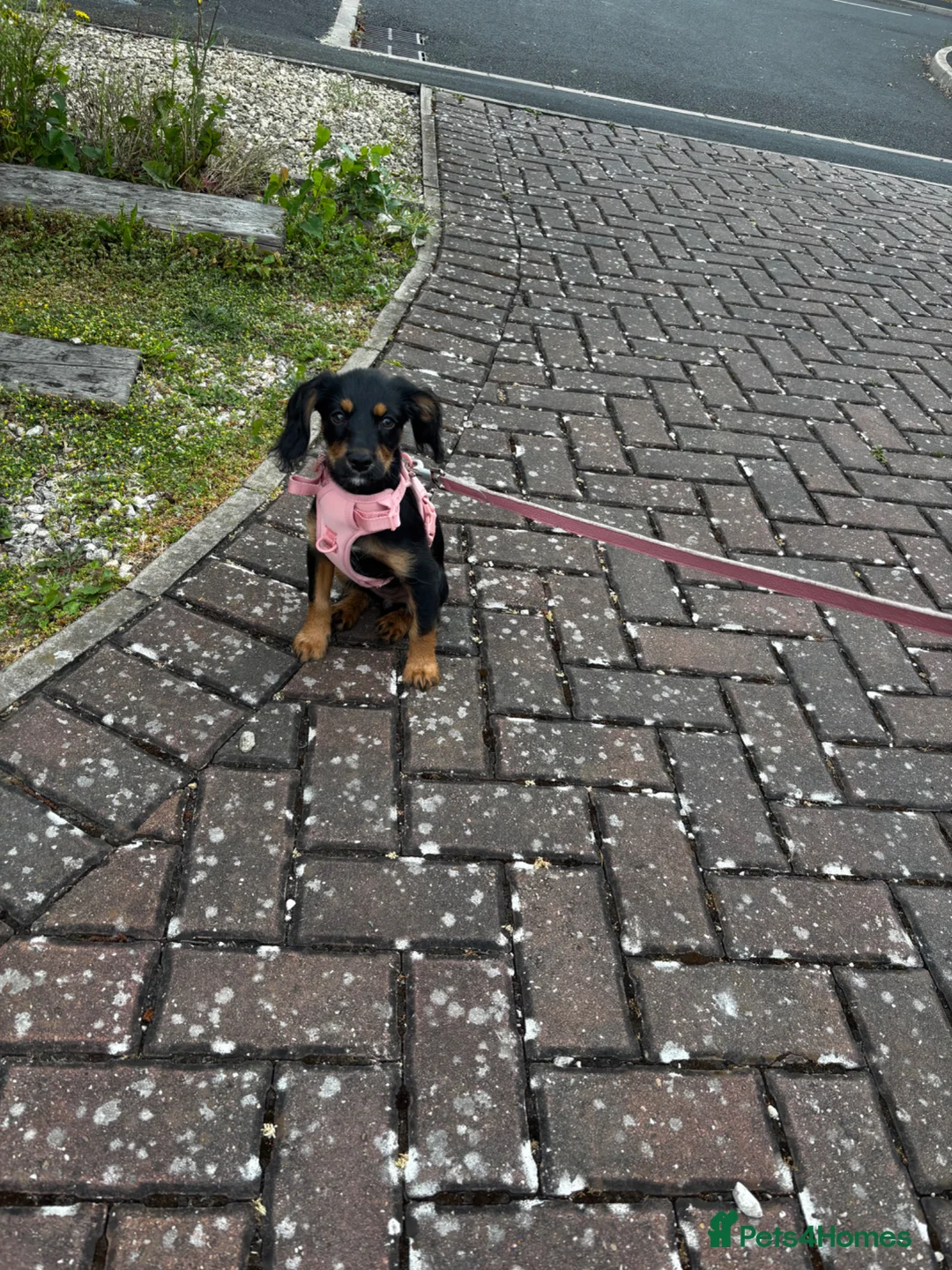 Mixed Breed dogs for sale: Puppy for sale  - Advert 2