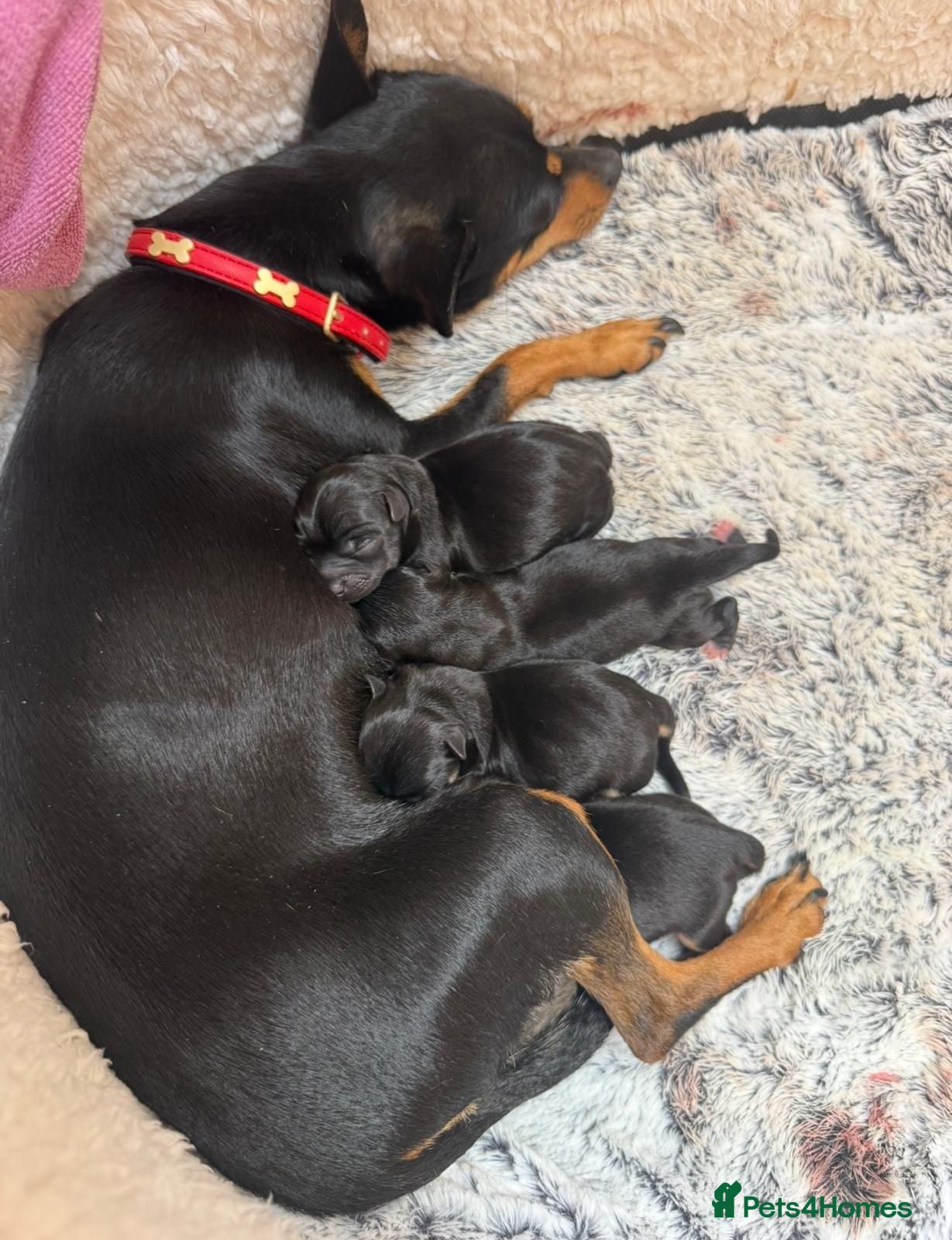 Chihuahua dogs Beautiful chihuahua puppies - Advert 1
