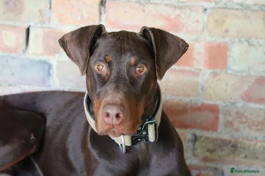 Dobermann dogs for sale: Denzel the male dobe - Advert 6