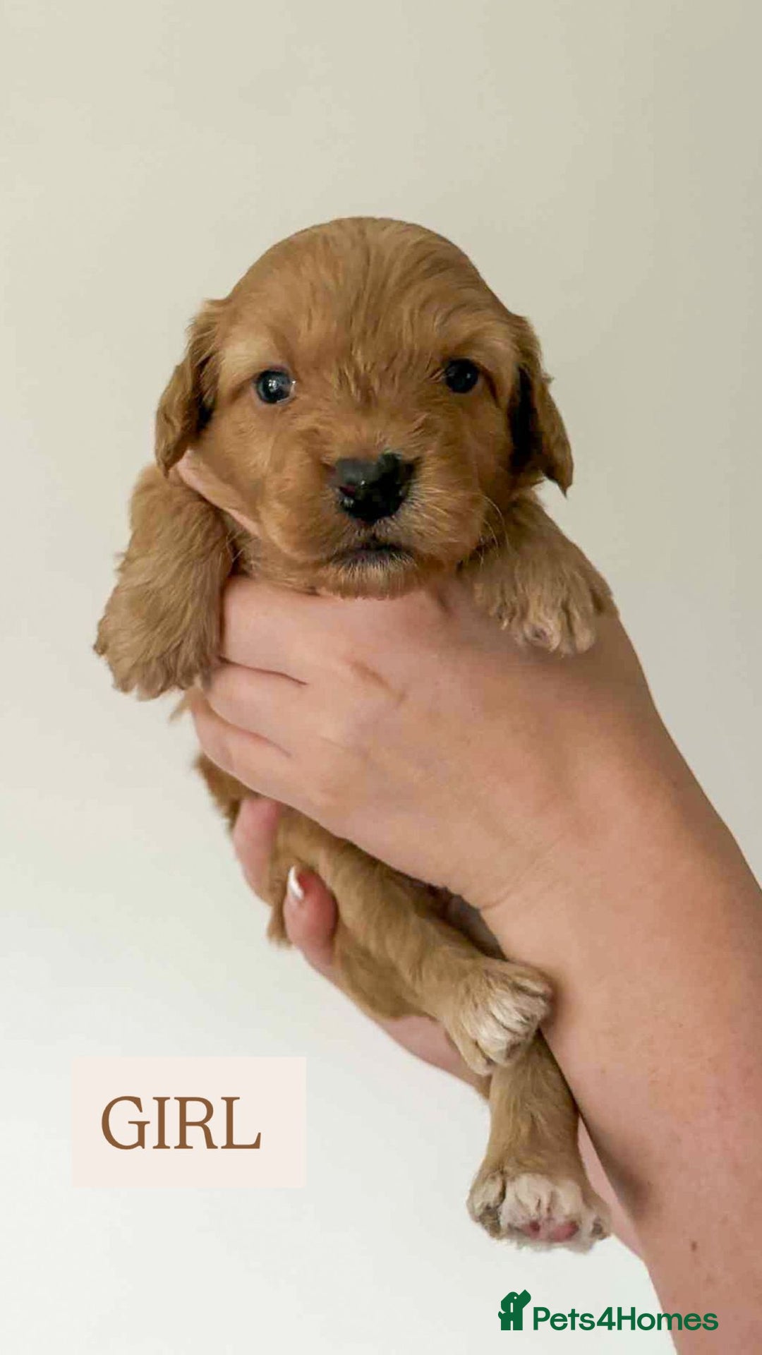 Cockapoo dogs for sale: F1 Cockapoo puppies - Image 6