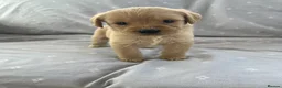 Labradoodle dogs for sale: Labradoodle puppys in Perth - Advert 11