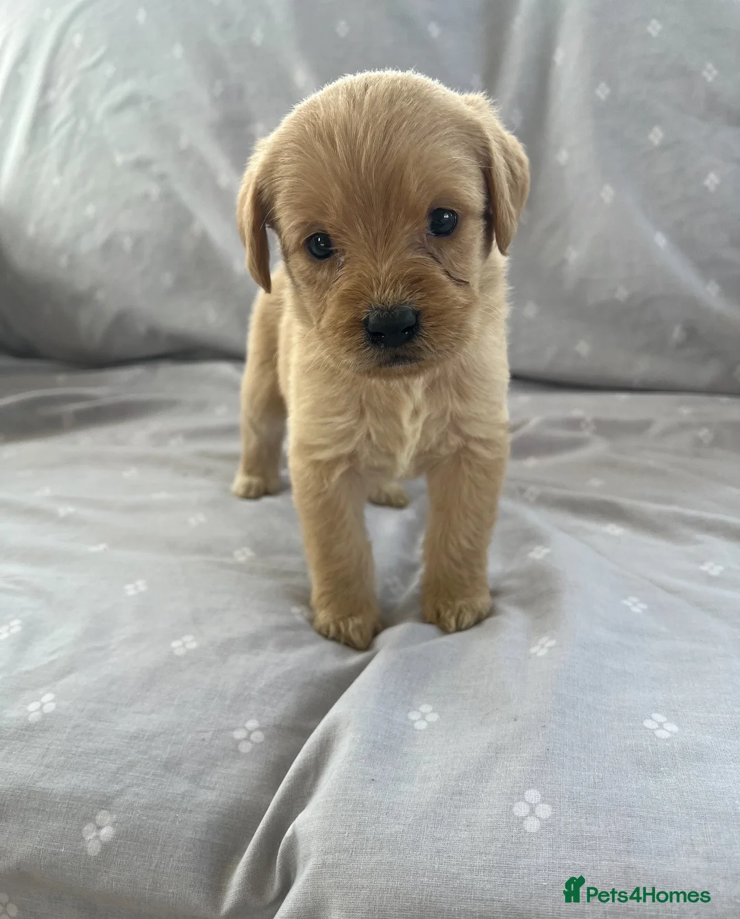 Labradoodle dogs for sale: Labradoodle puppys in Perth - Advert 11