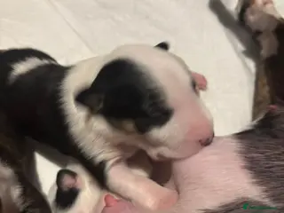 English Bull Terrier dogs english bull terrier puppy available (bitch) - Advert 5