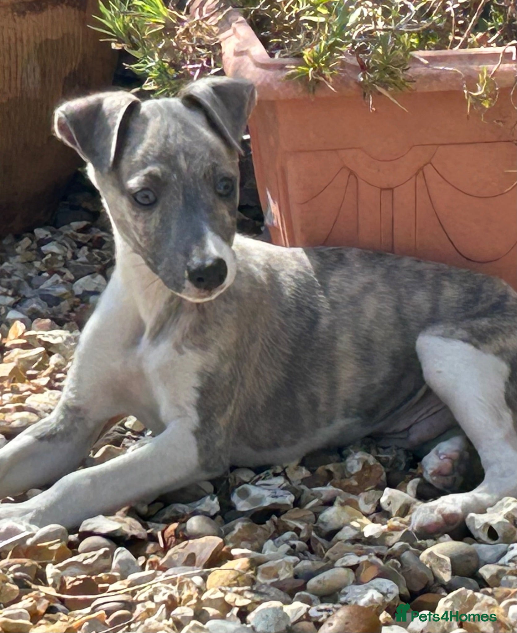 Whippet dogs  2 Male whippet pups available  - Advert 3