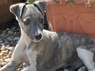 Whippet dogs 2 Male whippet pups available - Advert 3
