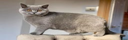 British Shorthair cats for sale: British shorthair kittens  - Advert 2