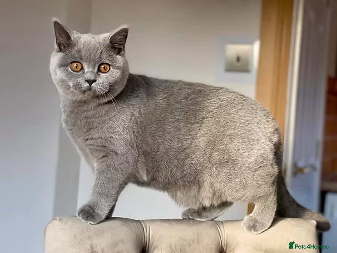 British Shorthair cats for sale: British shorthair kittens  - Advert 2