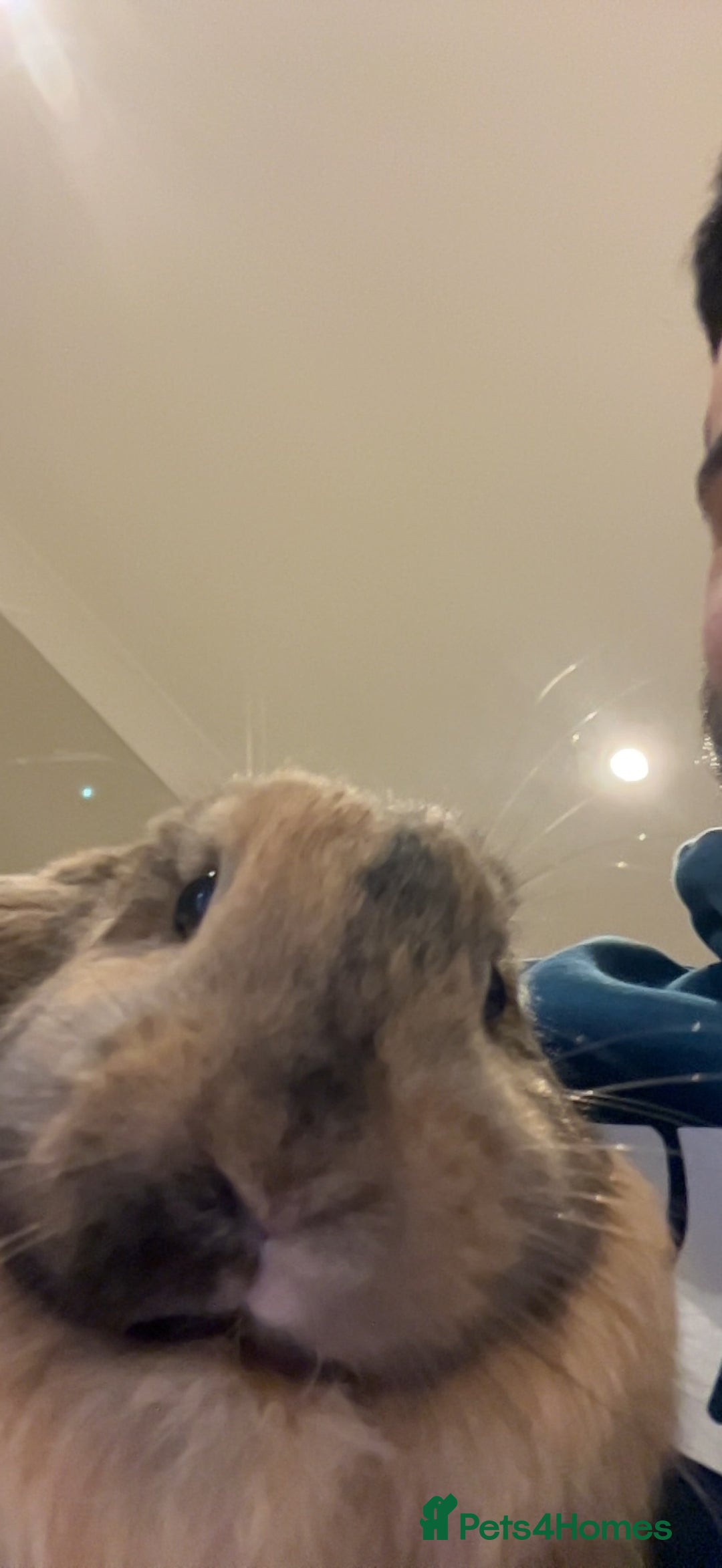 Mini Lop rabbits for sale: Male Mini Lop For Sale - Advert 6