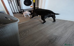 Mixed Breed dogs for sale: American bulldog x staffie, Ready to leave!! - Image 13