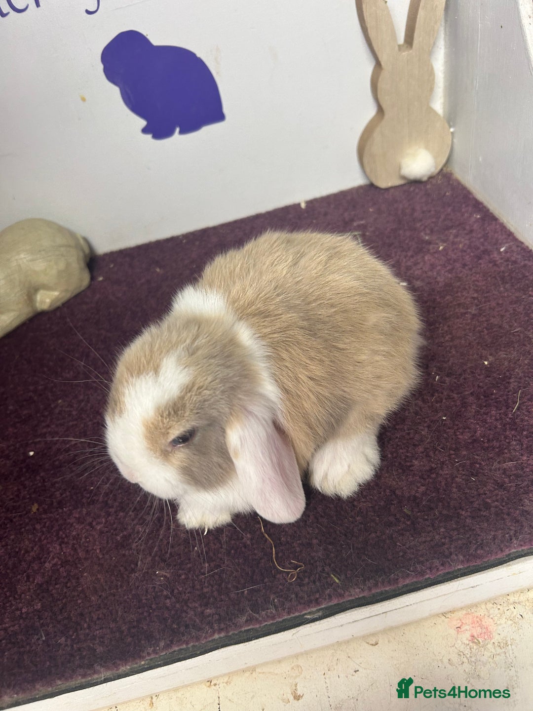 Mini Lop rabbits for sale: Beautiful litter of mixed mini lops  - Image 3
