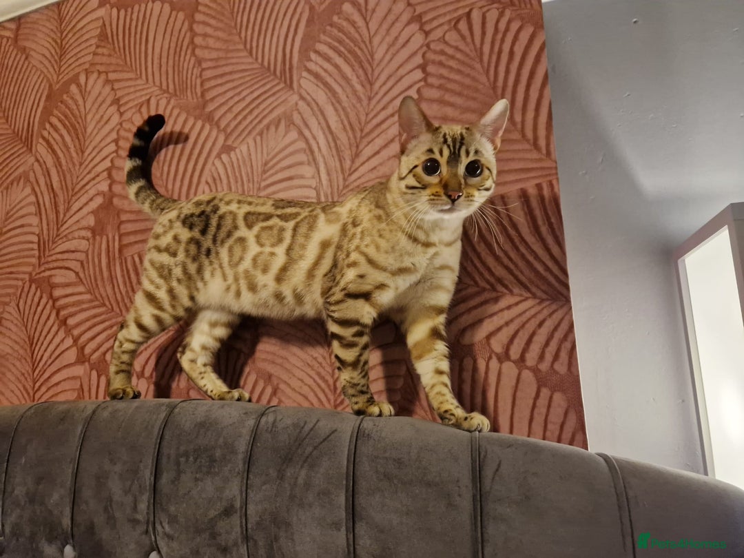 Bengal cats for stud: Proven Snow Bengal for studd in Southampton - Image 17