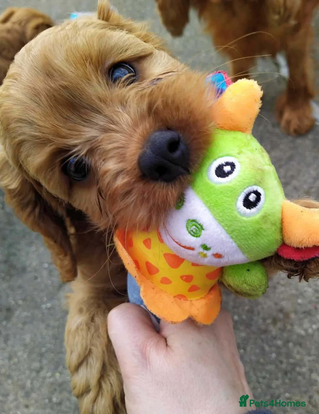 Cavapoo dogs for sale: Beautiful little red cavapoo  in Waltham Cross - Advert 2