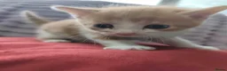 Mixed Breed cats for sale: Mom and babies  in Brierley Hill - Advert 4