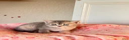 Persian cats for sale: Pure bred beautiful persian kittens  - Advert 5