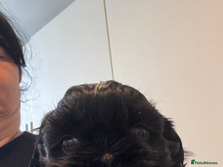 Shih Tzu dogs Shih Tzu - Advert 11