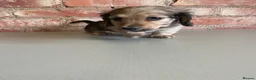 Miniature Dachshund dogs for sale: Exceptional KC Registered Miniature Dachshunds  - Advert 16