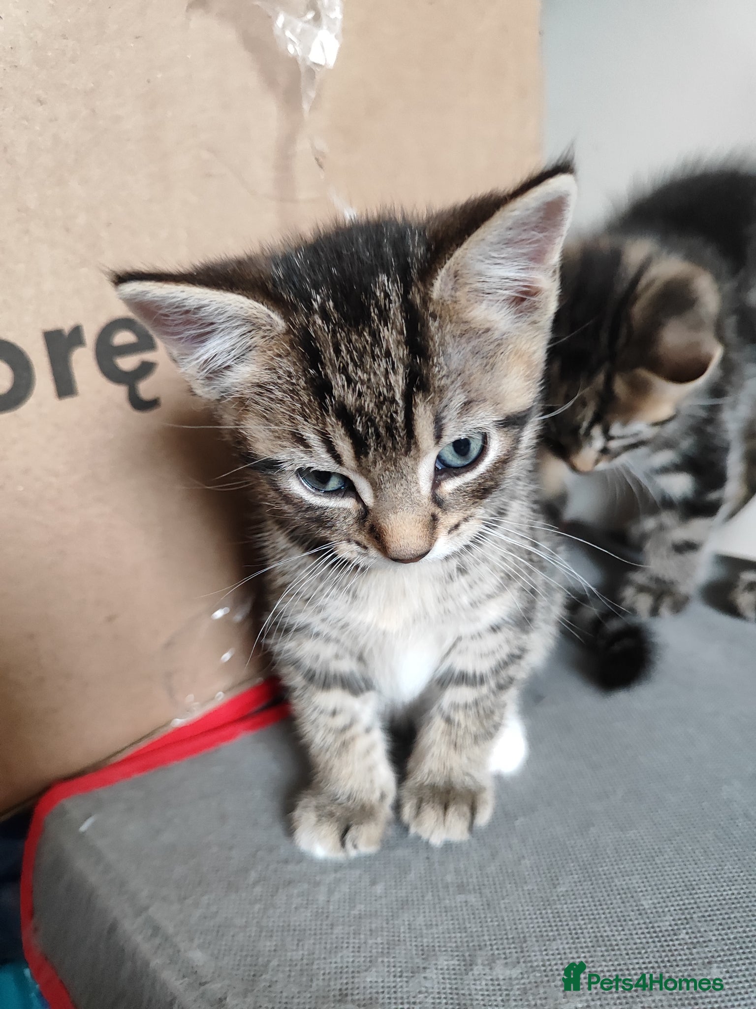 Mixed Breed cats Beautiful boy looking for forever home - Advert 1