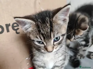 Mixed Breed cats Beautiful boy looking for forever home - Advert 1