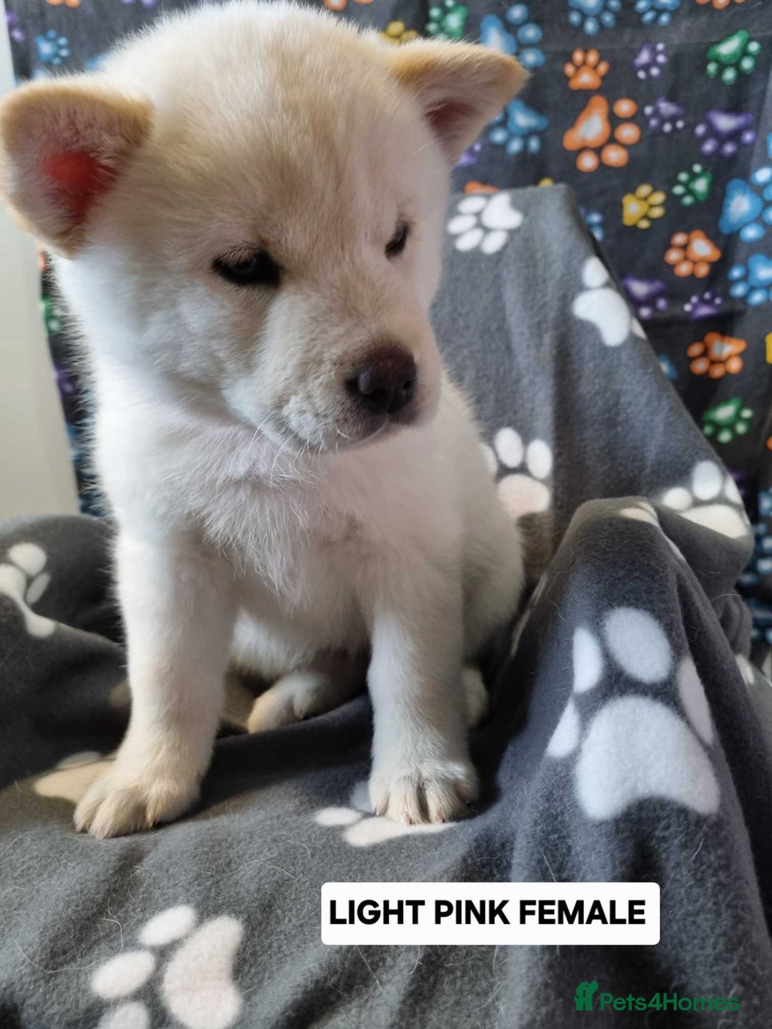 Mixed Breed dogs for sale: Chowski pups - Image 7