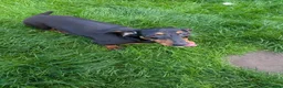 Mixed Breed dogs for adoption: 💙 THOR, 💙MONTY & ❤️COCO – THREE LITTLE SAUSAGES in Burton-on-Trent - Advert 14
