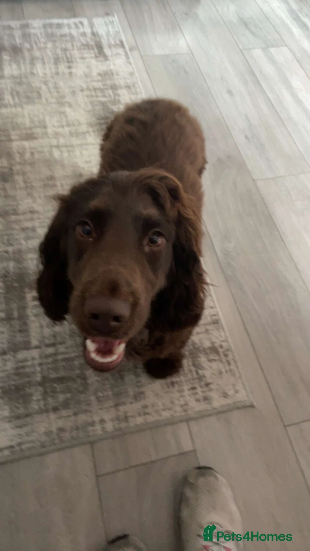 Sprocker dogs for sale: Sprocker Spaniel - Advert 2